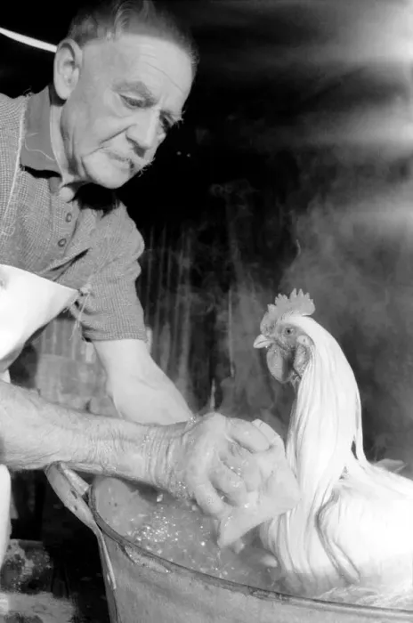 Framed Print : Captain Ellis Duckworth is 77 years old - he won his first poultry show prize in 1897