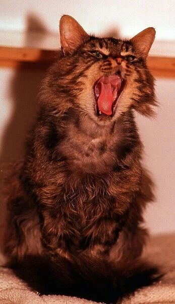 Captain the yawning cat. Cats Protection League, Hollywood