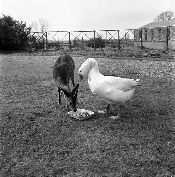 Caption as a bone and Seen here with goose. March 1953 D1411