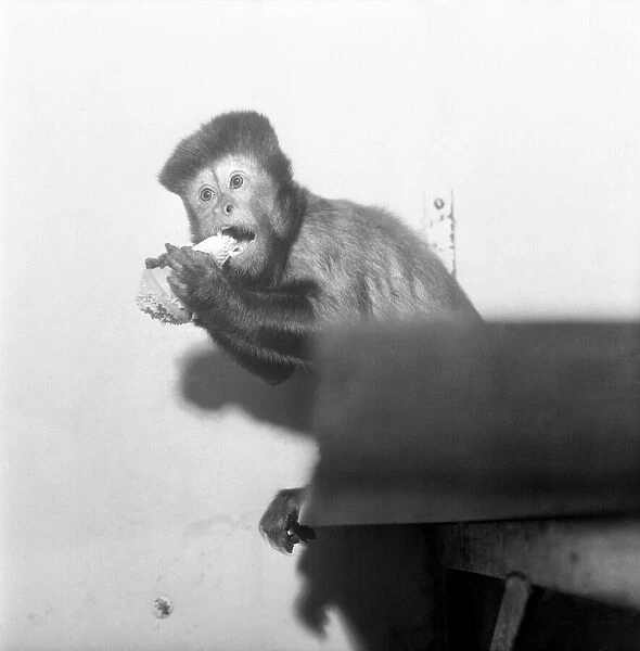 A Capucine Monkey seen here eating an icecream cone. February 1975 75-0735-001