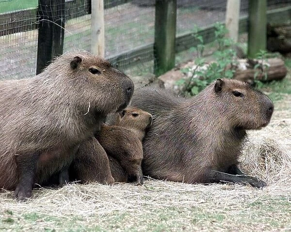 Capybara JJ A family of Capybara at Malvern Childrens Zoo