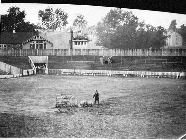 Cardiff - Old - Sheepdog Trials held at Cardiff Arms Park - 28th August 1924