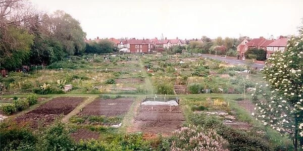 Some well cared for allotments on Rectory Road in Gateshead in July 1995