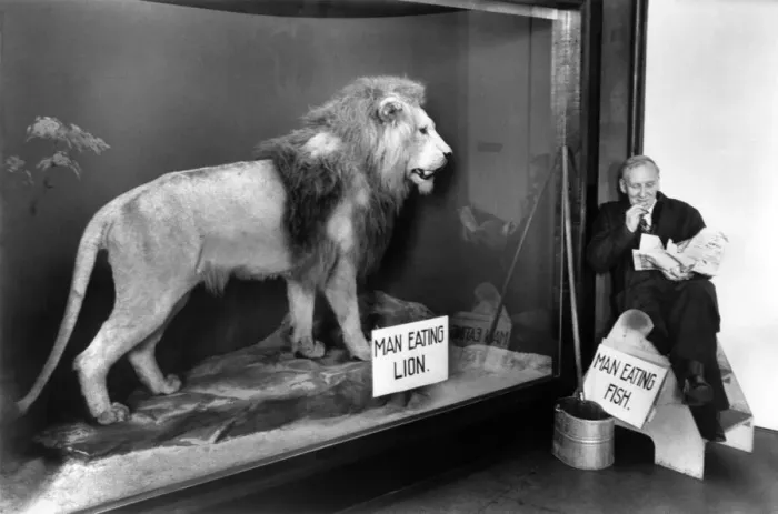 Framed Print : A caretaker at a museum enjoys a supper of fish and chips as he sits besides a stuffed Framed Print : A caretaker at a museum enjoys a supper of fish and chips as he sits besides a stuffed
