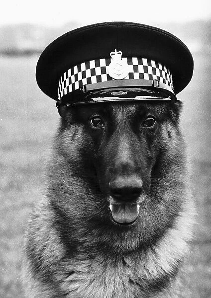 Carl the police dog wearing his handlers cap How this for an arresting sight