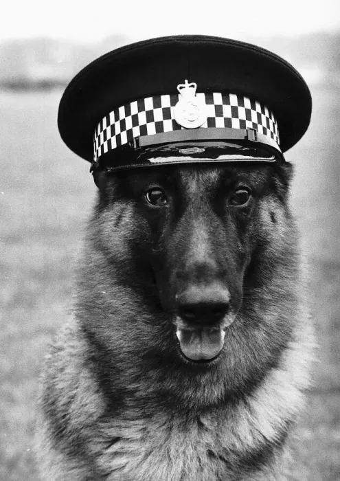 Framed Print : Carl the police dog wearing his handlers cap How this for an arresting sight Framed Print : Carl the police dog wearing his handlers cap How this for an arresting sight