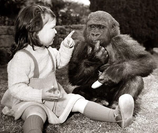 Caroline Smith befriends a three year old gorilla N