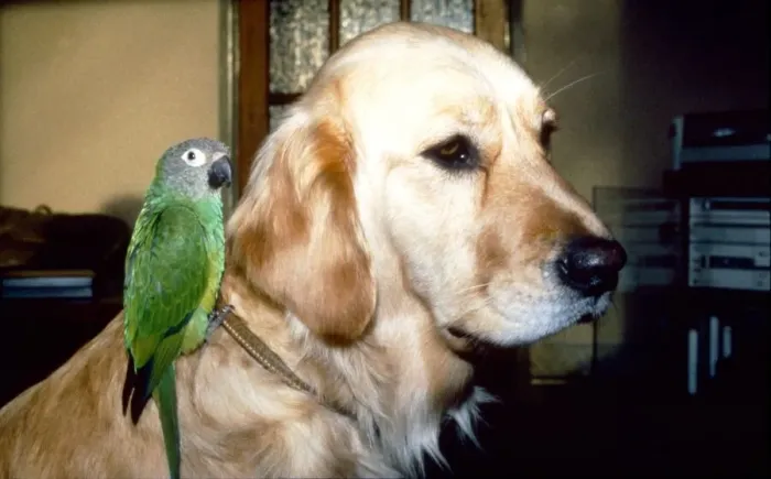 Framed Print : Carrie the Budgie and Mr Magoo the Golden Retriever February 1990 Framed Print : Carrie the Budgie and Mr Magoo the Golden Retriever February 1990