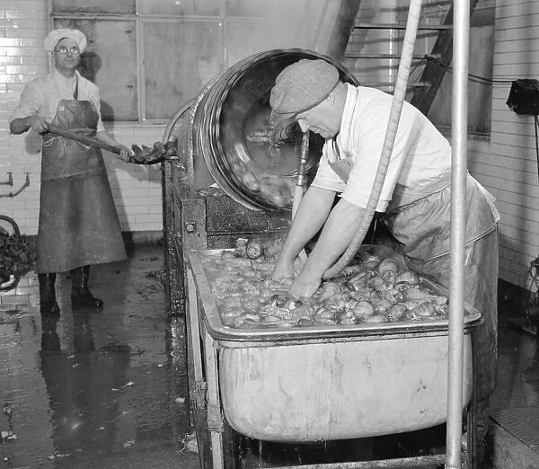 Carrot Powder making at Bristol. Circa 1930