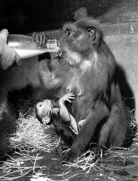 It seemed rather casual, the way this monkey, Dart, put her three-day-old baby on show at