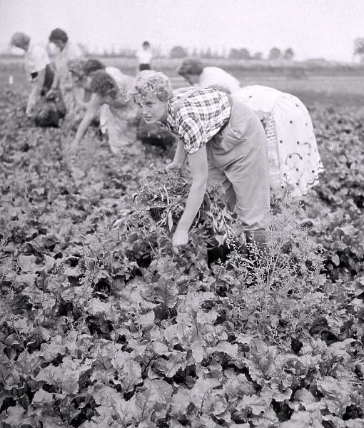 These casual workers are weeding a field of be e at the Agricultural Experimental Station