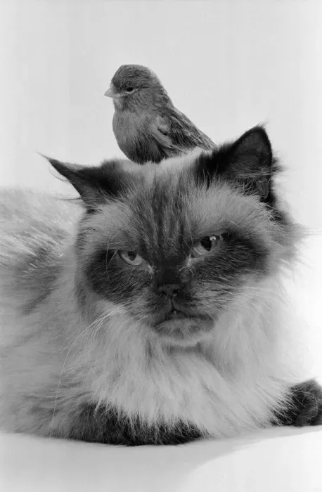 Framed Print : Cat & Bird in studio 26th November 1986. Local Caption Best of friends Best