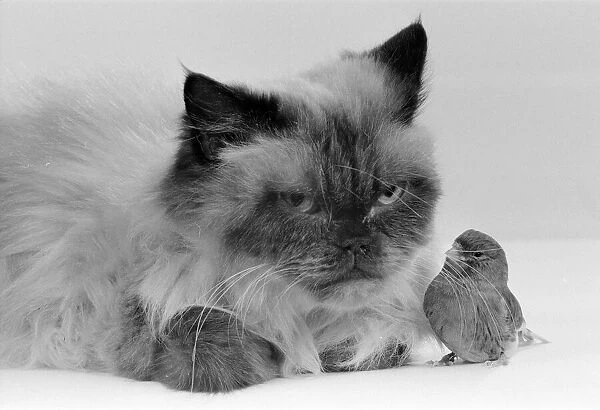 Cat & Bird in studio 26th November 1986. Local Caption Best of friends Best