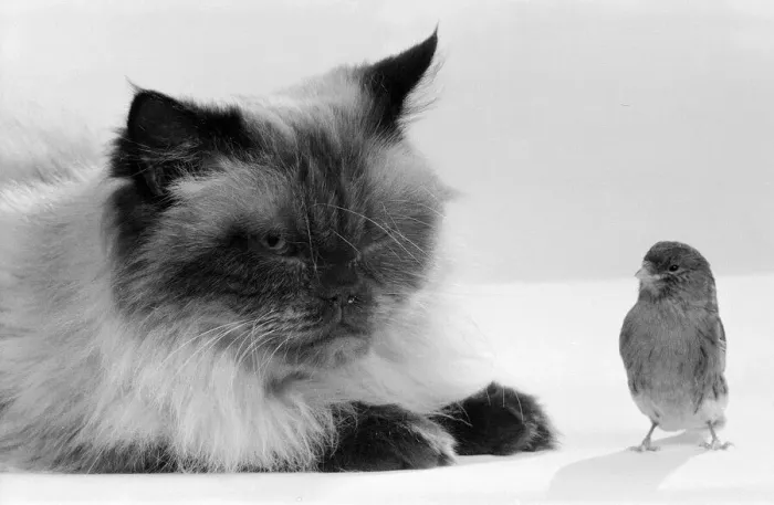 Framed Print : Cat & Bird in studio 26th November 1986. Local Caption Best of friends Best