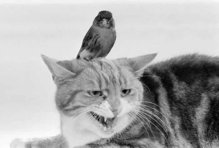 Framed Print : Cat & Bird in studio 26th November 1986. Local Caption Best of friends Best Framed Print : Cat & Bird in studio 26th November 1986. Local Caption Best of friends Best