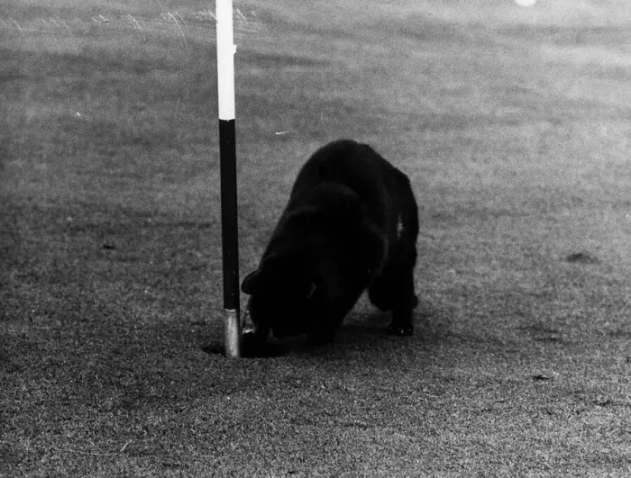 Framed Print : Cat called Chick stealing golf balls from hole on green Redditch golf course owner Rita