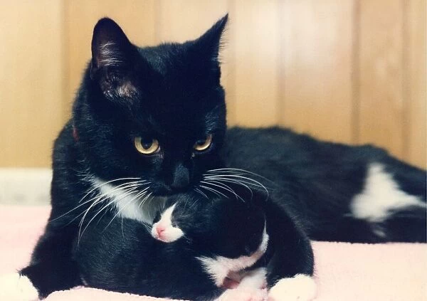 A Cat cuddling her kittens