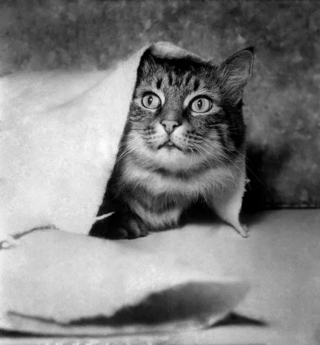 Framed Print : Cat. December 1952 C4185-001