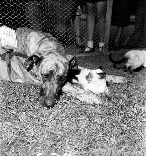 Cat and Dog. January 1953 C4185