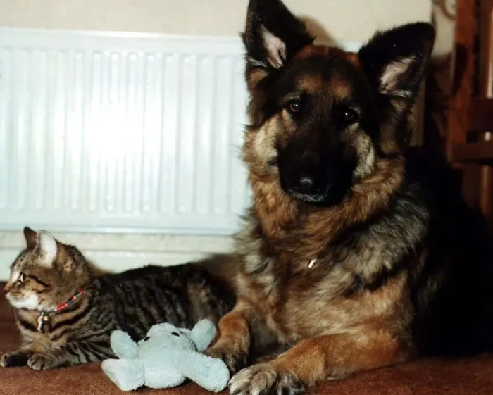 Framed Print : Cat and dog next to radiator beside blue soft toys tabby Cleo German Shepherd Star Framed Print : Cat and dog next to radiator beside blue soft toys tabby Cleo German Shepherd Star