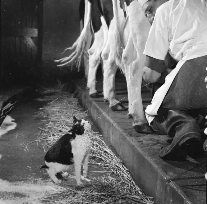Framed Print : This cat enjoys direct milk supply from a cow Framed Print : This cat enjoys direct milk supply from a cow