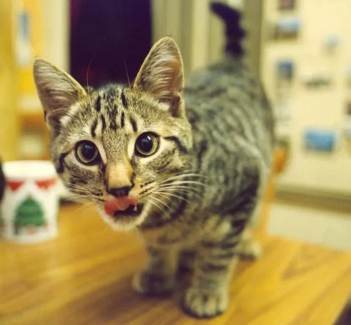 Framed Print : The cat that got the cream licking his lips Framed Print : The cat that got the cream licking his lips