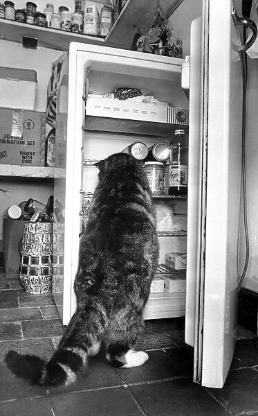Cat helps himself to food in the fridge. 2nd March 1990