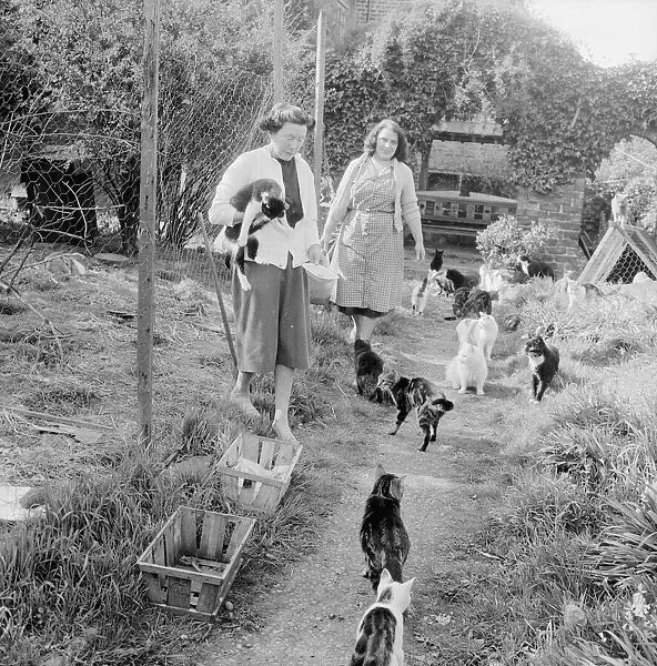 Cat home Animal friends May 1962 1960s