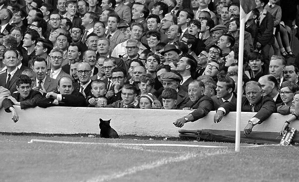 A cat interrups the English league division one match between Arsenal