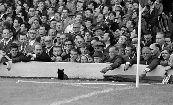 Framed Print : A cat interrups the English league division one match between Arsenal Framed Print : A cat interrups the English league division one match between Arsenal