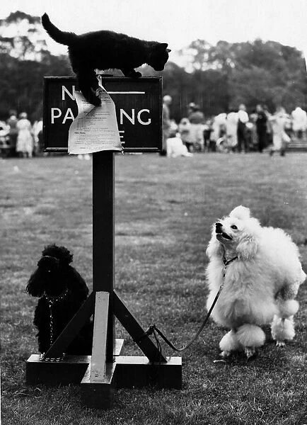 Cat kitten on top of No Parking sign poodle dogs tied by leads to sign dog show Southend