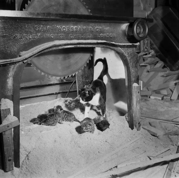 Framed Print : Cat and Kittens. July 1952 C3576 Framed Print : Cat and Kittens. July 1952 C3576