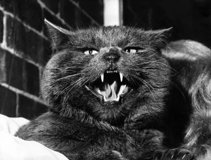 Framed Print : A Top Cat in any Language. Heres a real top cat, who sports a magnificent blue fur Framed Print : A Top Cat in any Language. Heres a real top cat, who sports a magnificent blue fur