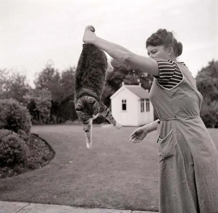 Framed Print : Cat Likes A Swing By Its Tail Tabby cat being swung around in the air by its owner Framed Print : Cat Likes A Swing By Its Tail Tabby cat being swung around in the air by its owner
