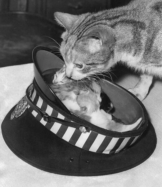 A cat with his litter of kittens in policemans cap