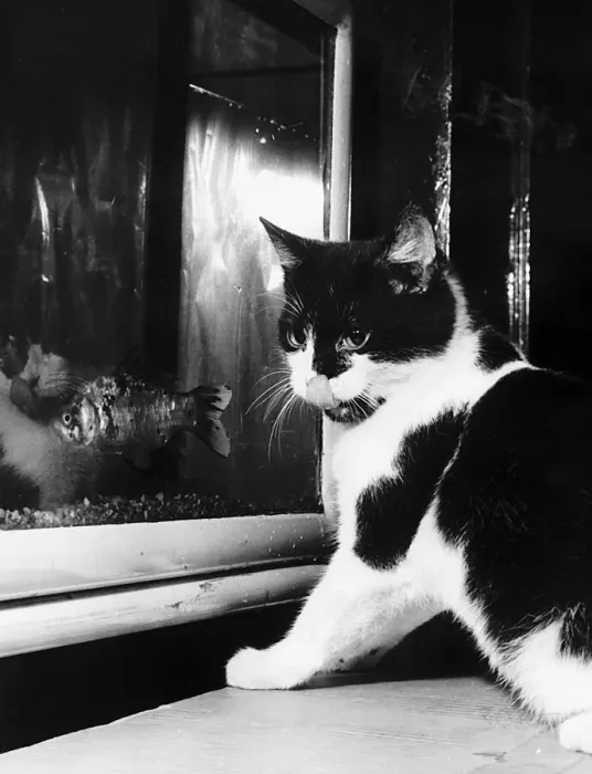 Framed Print : cat looking at gold fish swimming in aquarium one of the three pictures by Daily Record