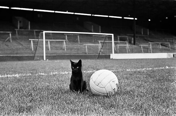 Cat 'Lucky'with football at the Valley, home ground of Charlton Athletic