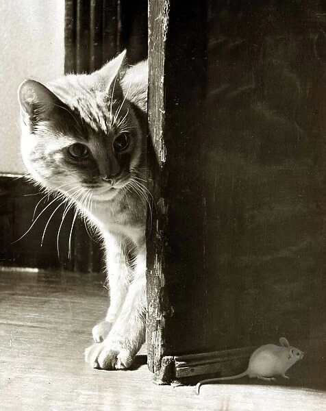 A Cat and a Mouse - December 1949