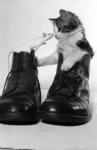A cat and mouse inside a boot each looking at each other. July 1969 Z11362
