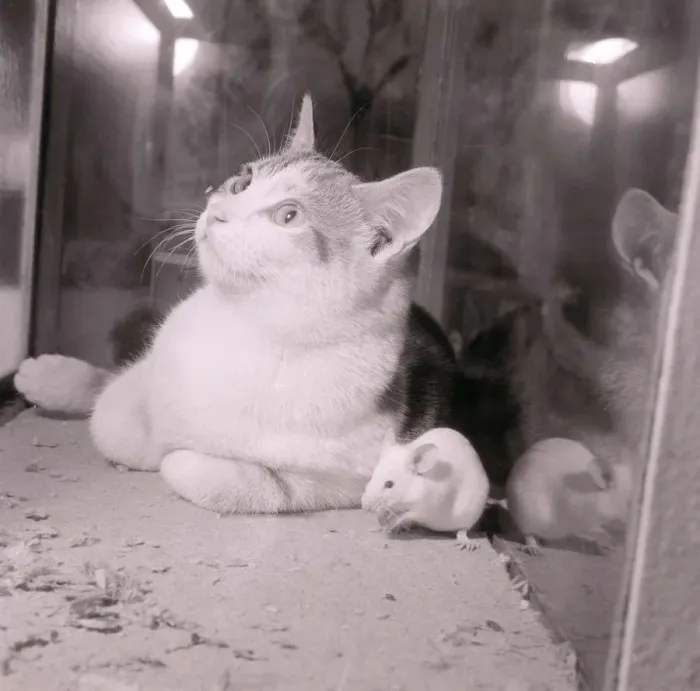 Framed Print : Cat and mouse seen here at the National Bird Show August 1958 A©Mirrorpix Framed Print : Cat and mouse seen here at the National Bird Show August 1958 A©Mirrorpix