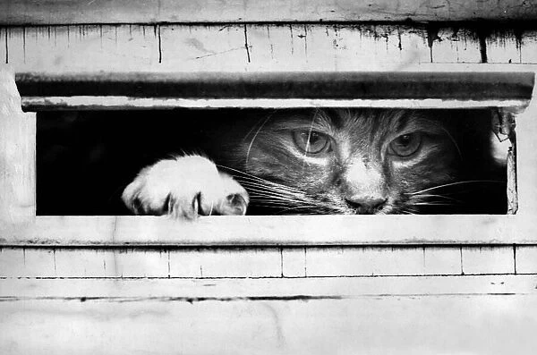 Cat peers out of letter box circa 1969
