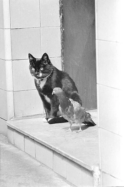 Cat with Pigeon May 1960 A©Mirrorpix