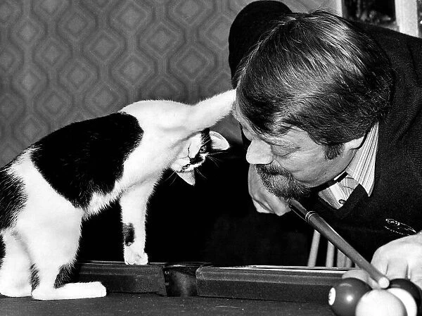 Cat plays pool snooker stands on table circa 1973