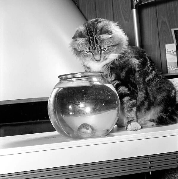 Cat and puffer fish. December 1975