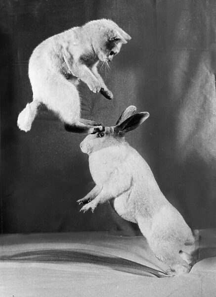 Cat and Rabbit jumping C1152  /  26