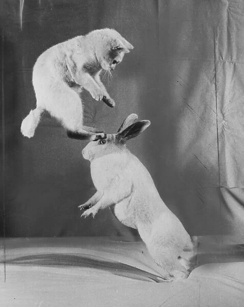 Cat and Rabbit jumping (original plate) XP0001 XP0020 C1152  /  26
