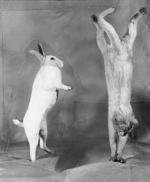 Cat and Rabbit jumping XP0000 C1152  /  28