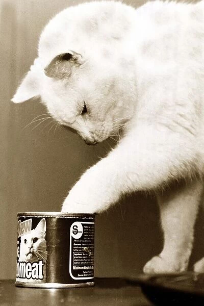 A cat raids his favourite cat food in search for sustinance circa 1982