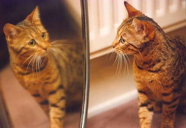 This cat seems shocked at its reflection
