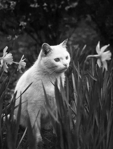 Cat sitting in gardens. Circa 1974. P006154